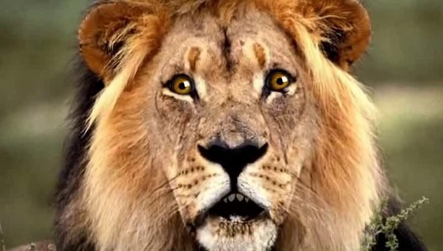 Alouette gentille alouette