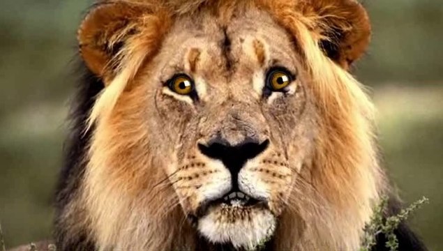 Au clair de la lune trois petits lapins