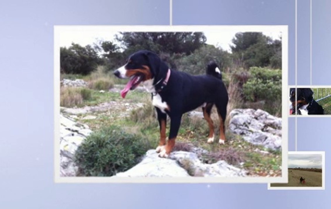 10 mars 2014-Portable Houba Bouvier d'Appenzell