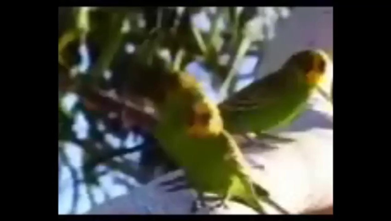 Ben bir küçücük ak tomurcuktum Aklım ermedi, kış günü açtım