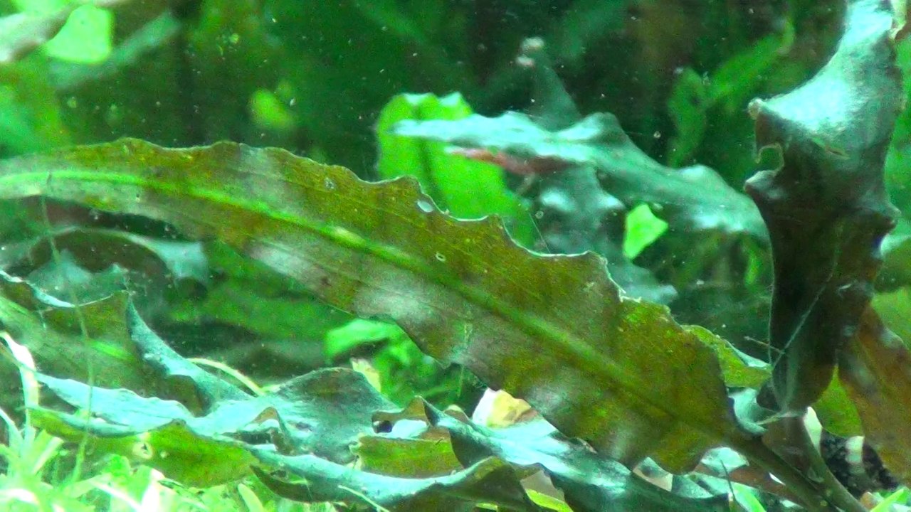 Pygocentrus Nattereri et crevettes