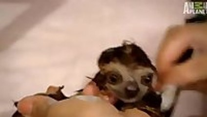 Baby sloths getting bathed