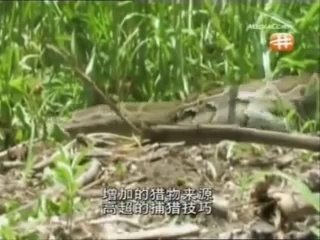 The Deadly Giant Snakes Documentary 2014