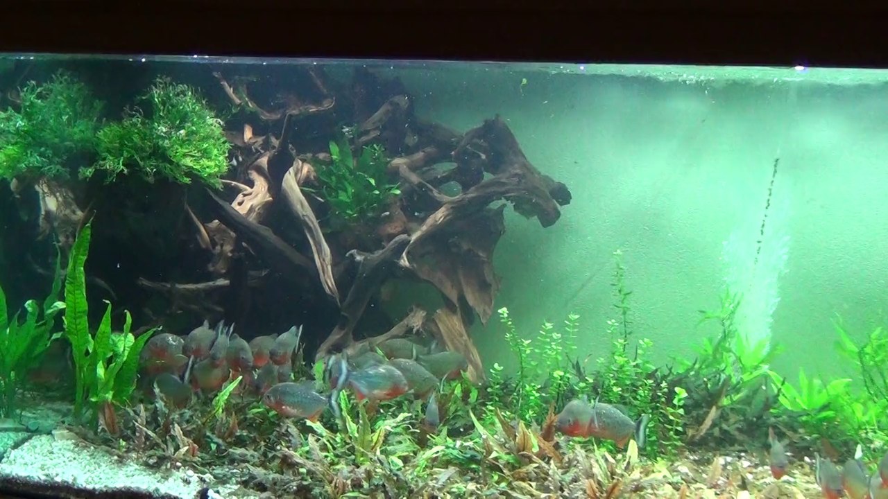 142 Pygocentrus Nattereri