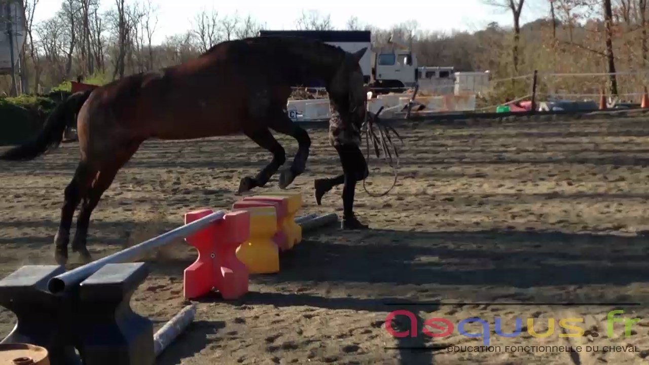 Education Fonctionnelle du Cheval - Pixelle de Mos