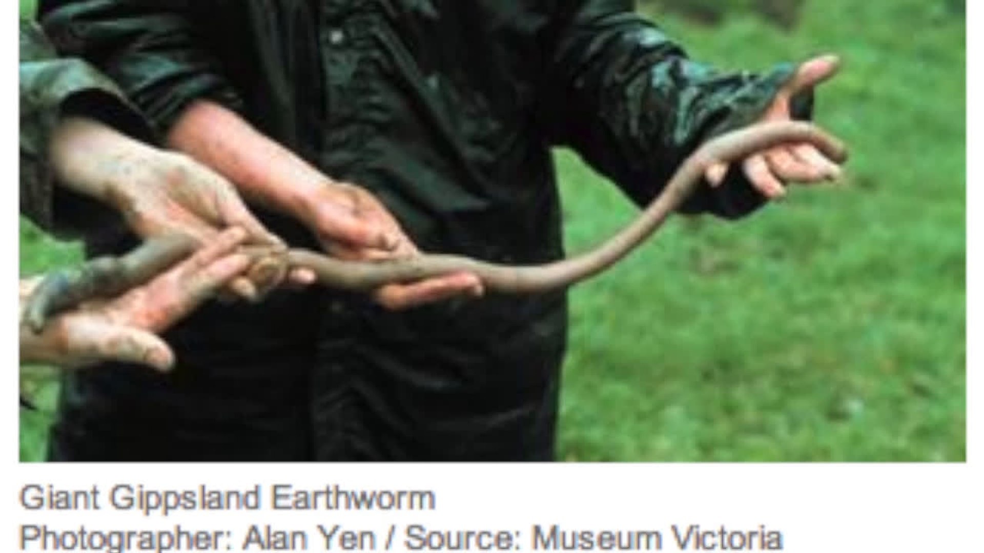 Giant Australian Earthworm
