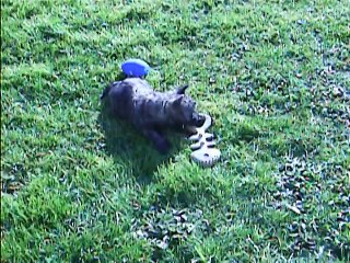 Chanel et Jaudy dehors à 10h ce matin