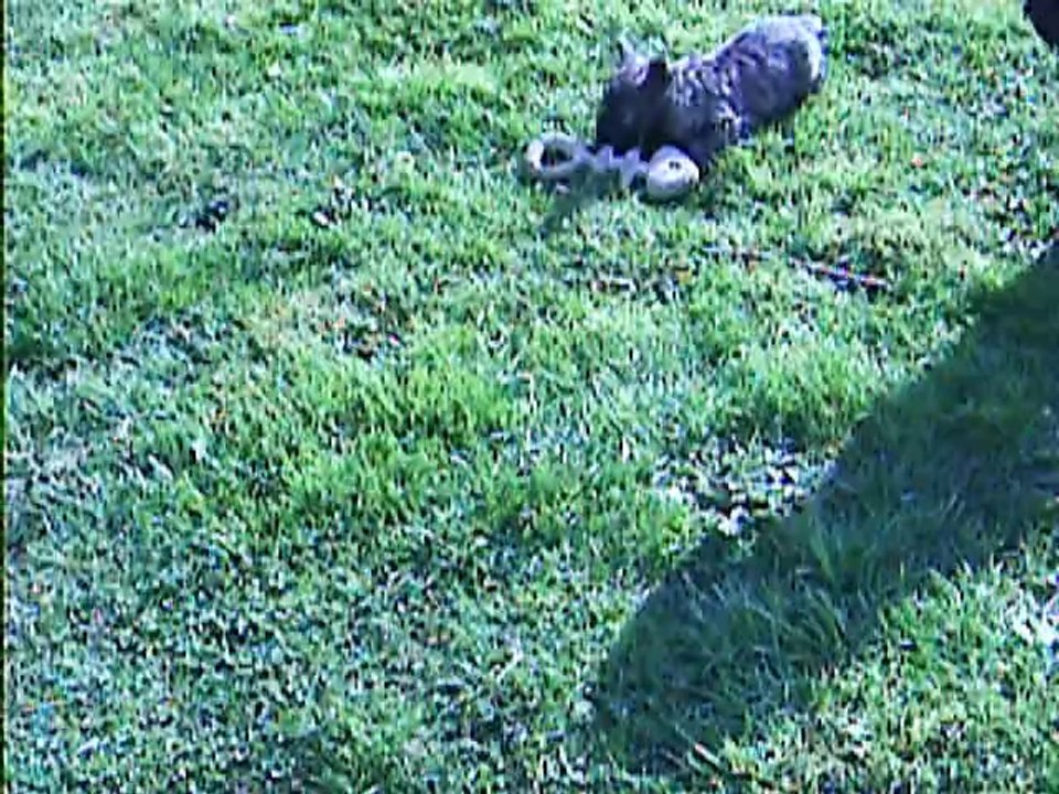 petit Jaudy est costaud!!!!!!