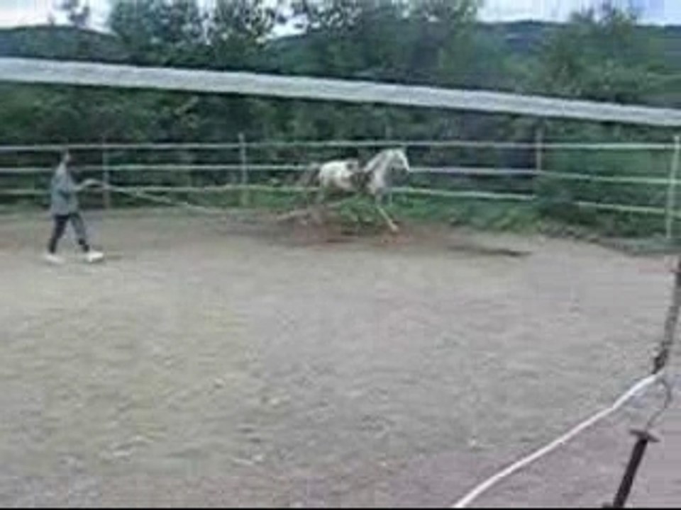 Chevaux