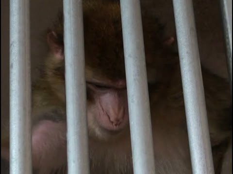 Orta di Atella (CE) - Scimmia segregata in casa, due denunce (07.03.14)