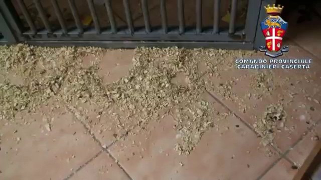 Orta di Atella (CE) - Scimmia segregata in casa, due denunce (07.03.14)