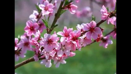 XUÂN HỌP MẶT - Guitar Solo, Arr. Thanh Nhã