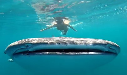 Spearfishing - Youngbloods - Addicted to Blue