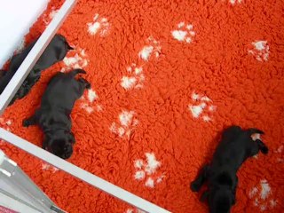 Chiots cockers 1 semaine