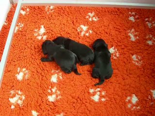 video 2 cockers 1 semaine