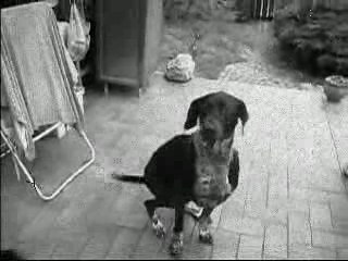 Larry apprend le assis et le couché !
