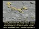 39 Mars Forbidden by Muslim Clerics Rover Fake NEVADA GOLD & Silver mines Brick bones Feb 22, 2014
