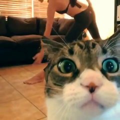 Gato atrevido interrompe a sessão de yoga da dona