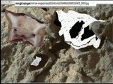 #37 Mars Anomaly Rover Fake Pretzel Spine Bone Horn Silver Goldmine Land Human Skull Feb  20 2014