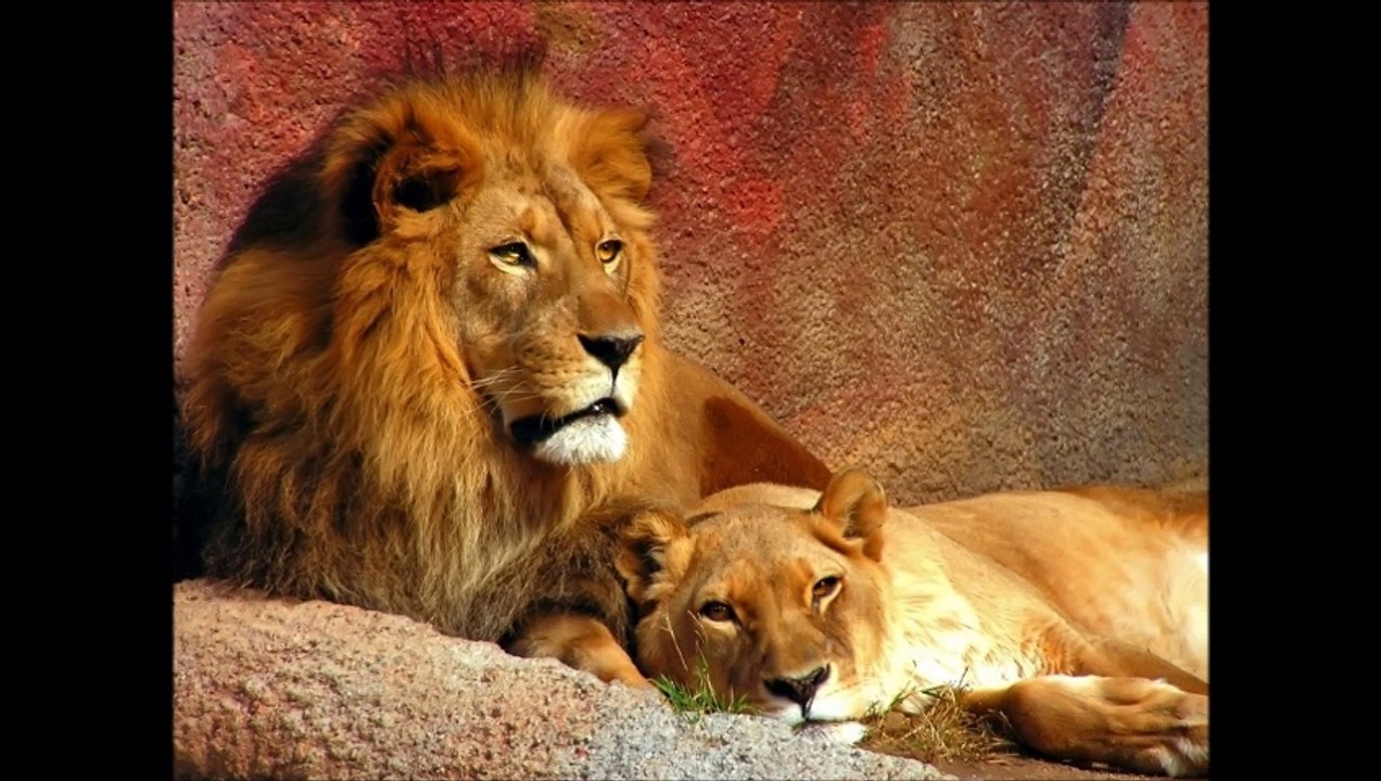the king