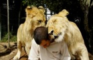 Aslanların Bakıcısına Olan Sevgisi Görülmeye Değer