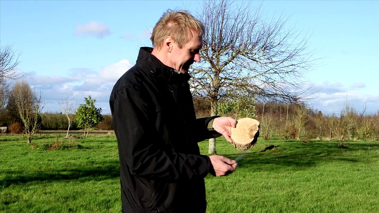 La réaction des arbres aux blessures