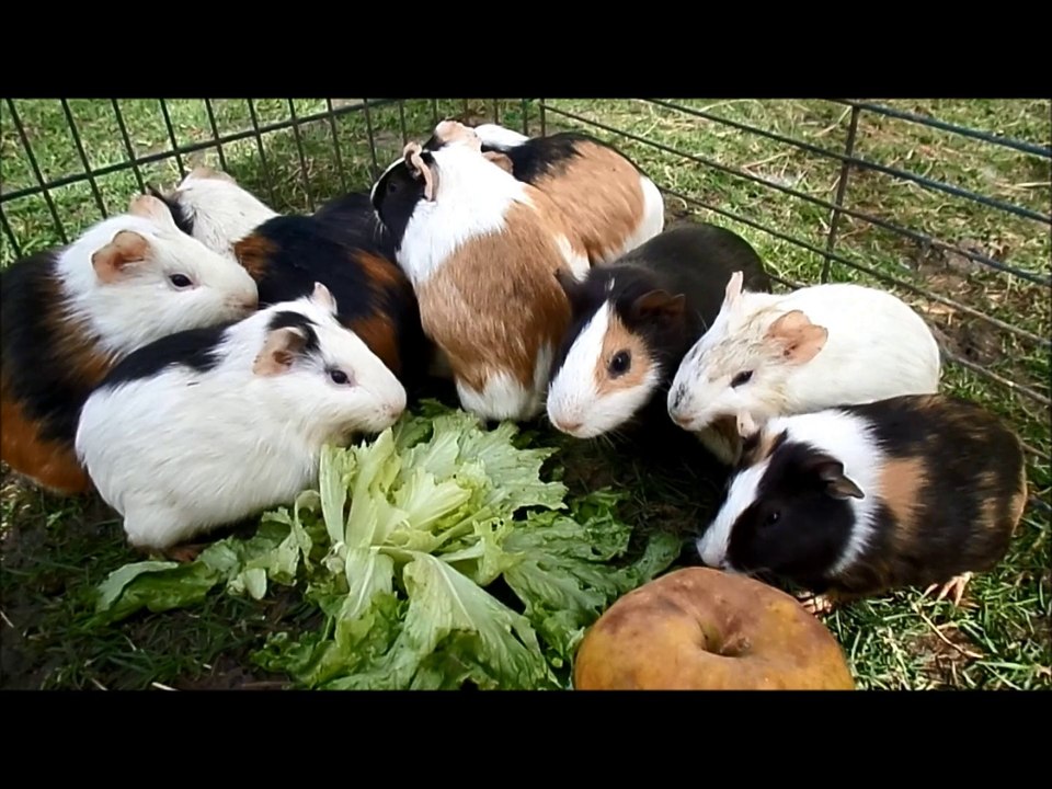 Les chonchons aiment la salade