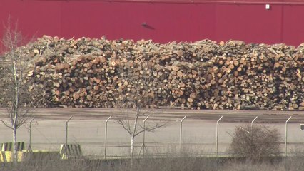 Rumanía intenta frenar la masiva deforestación