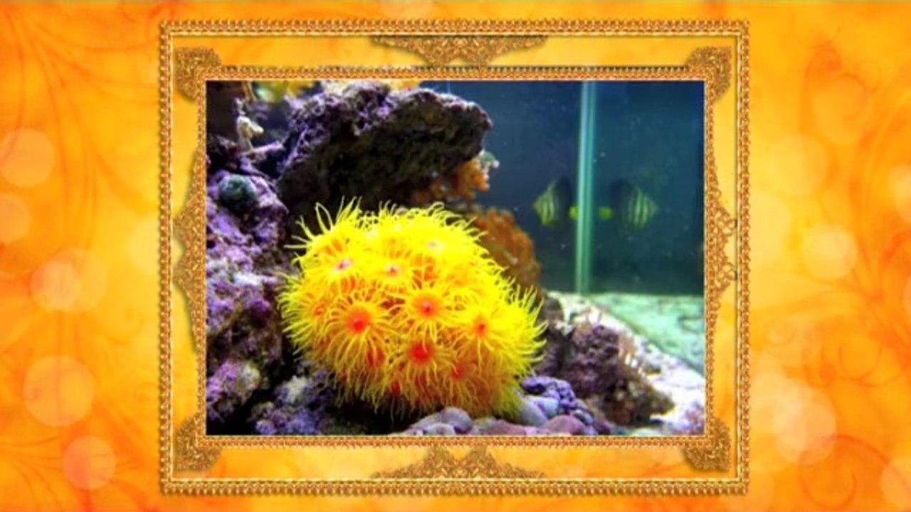 Yaşayan Fosiller Evrimi Yalanlıyor