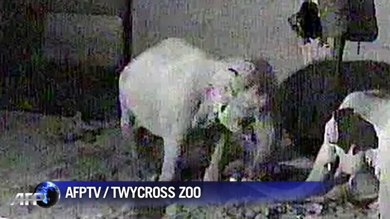 CCTV shows baby elephant born at British zoo