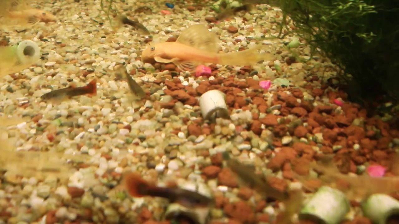 L 144 Mavi Göz Tül Kuyruklarım