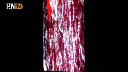 Guardianes, un portal artístico hacia la naturaleza