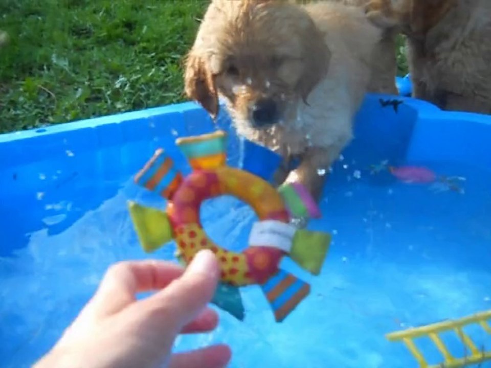 Funky et l'eau
