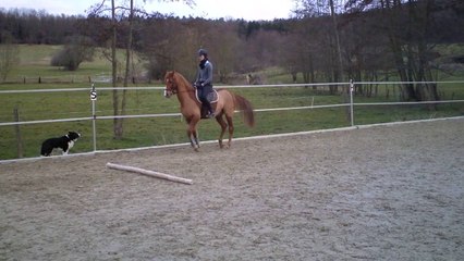 Ody - séance obstacle - 3 mars 2014