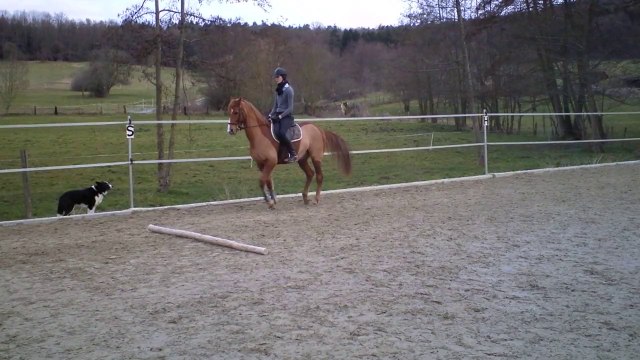 Ody - séance obstacle - 3 mars 2014