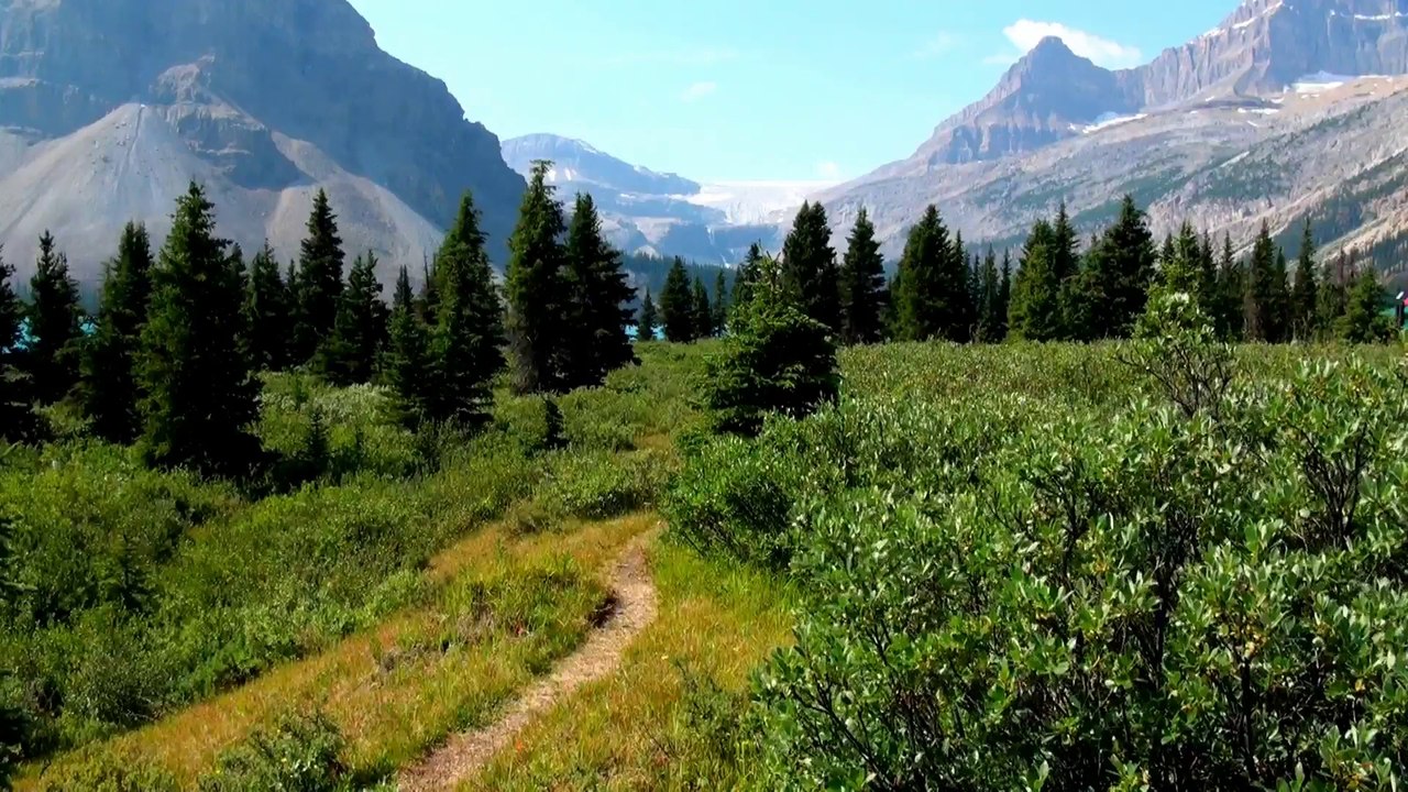 Along Bow Lake in Banff NP.