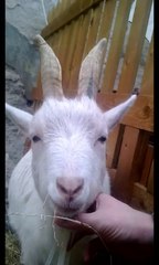 Comedian Kids Around With Bill the Goat