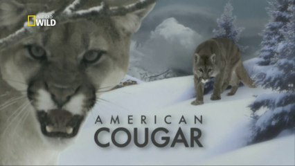 Puma Americano [NatGeo HD] - Vídeo Dailymotion