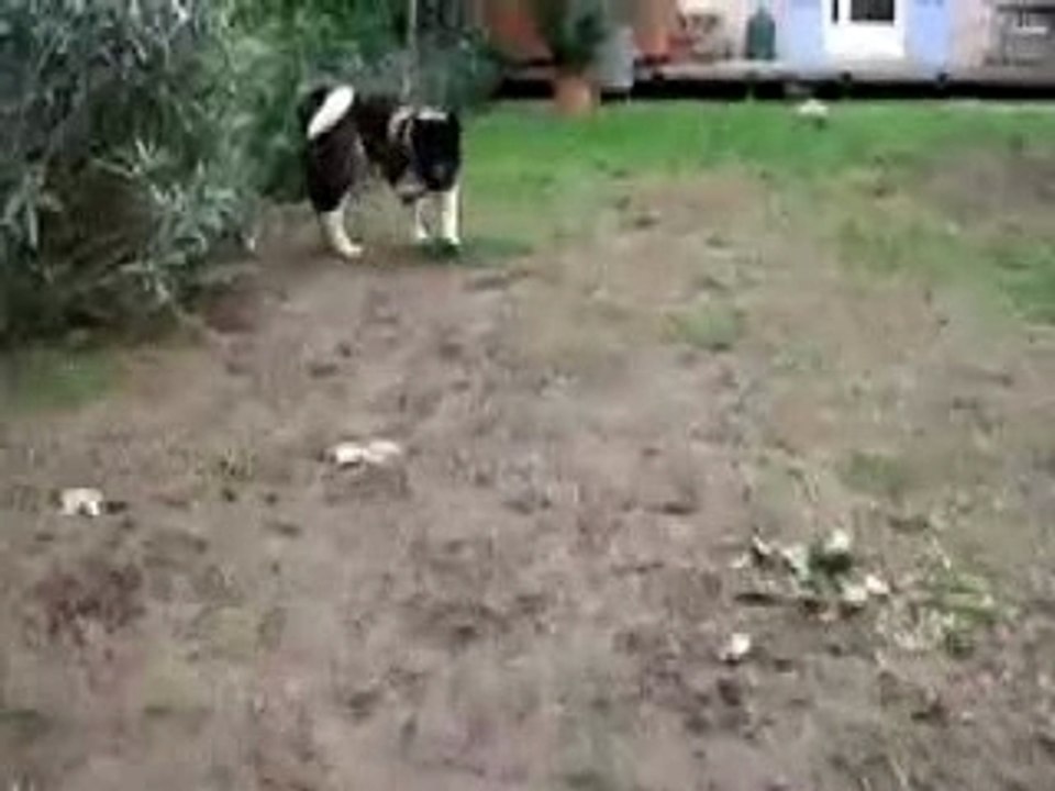 TIGROU