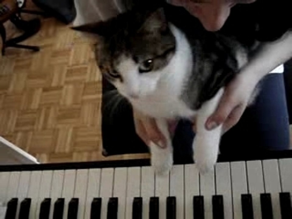 Muse playing piano