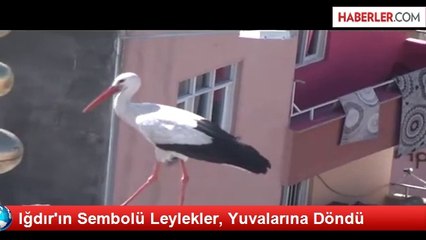Iğdır'ın Sembolü Leylekler, Yuvalarına Döndü