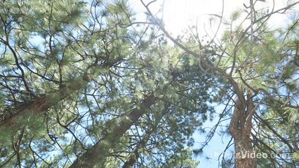 Bridgewater at Lake Osborne Apartments in Lantana, FL - ForRent.com