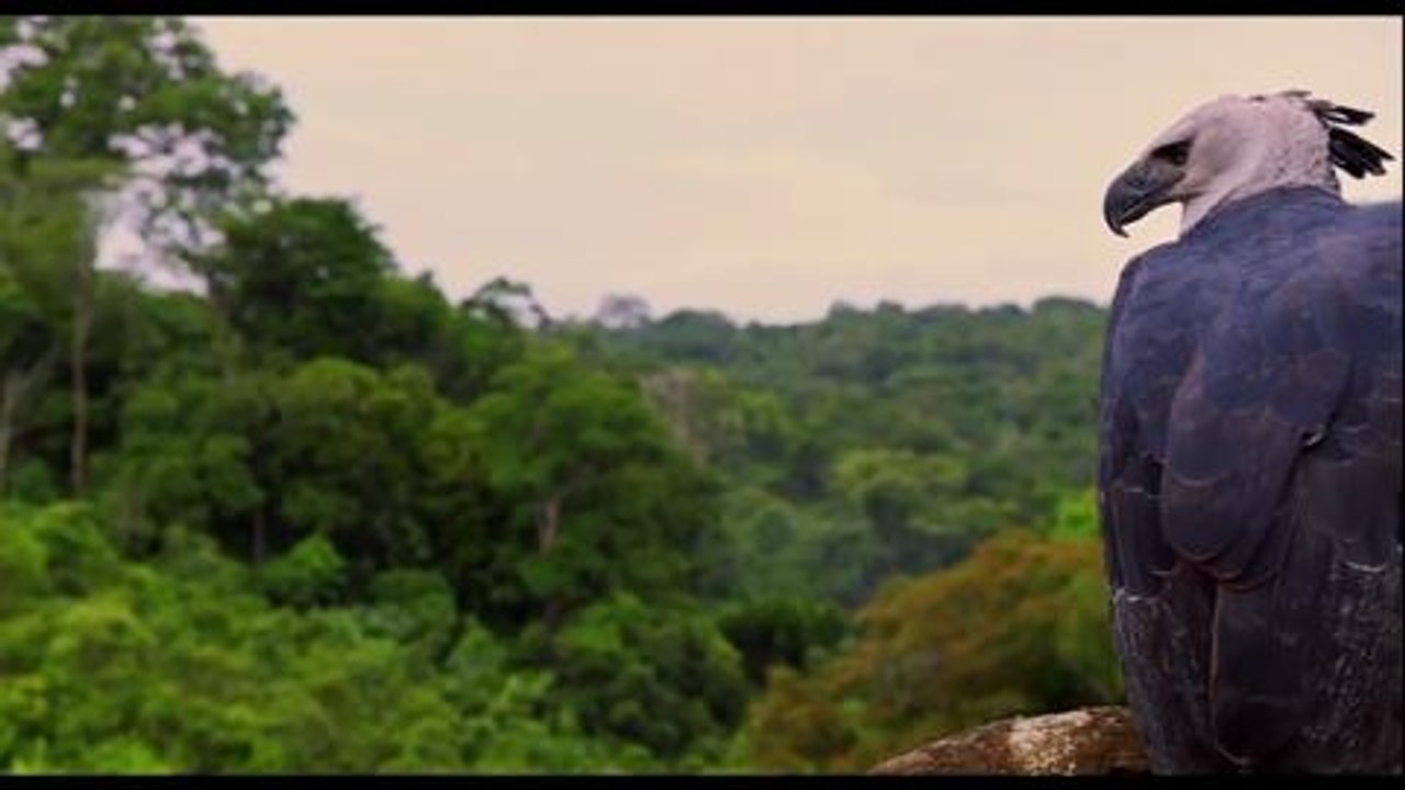 Amazonia 3d - trailer (deutsch) hd