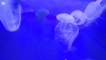 Un nouvel aquarium pour les méduses à l’Estran