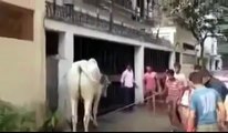 Cow vs Man : violent HeadShot... The guy is Knock Out!