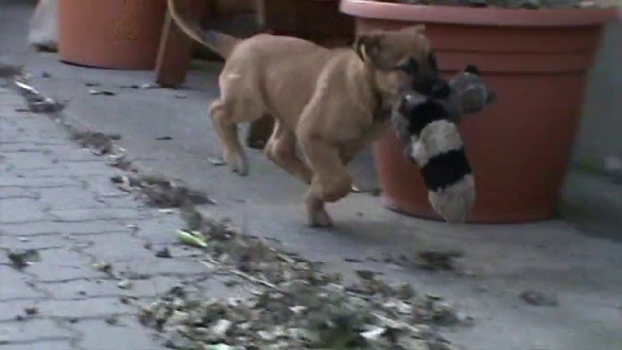 Be Aware G's @ Kill the Raccoon