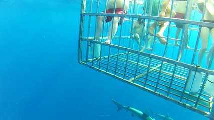 Diving with sharks!