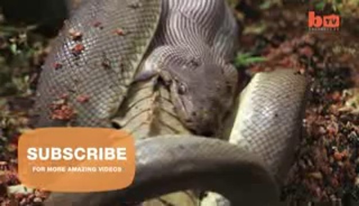 Snake Devours Crocodile Battle