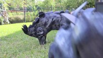 Two Adorable Pups Dress Up as Dinosaurs for Halloween