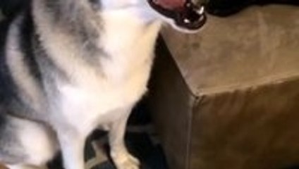 Huskies are so sassy